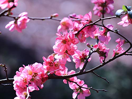 20x30 Inch Laminated Floral Poster - Vibrant Pink Spring & Summer Flowers Wall Art - Perfect for Home Decor, Living Room, Bedroom & Office - Fits Standard Frames