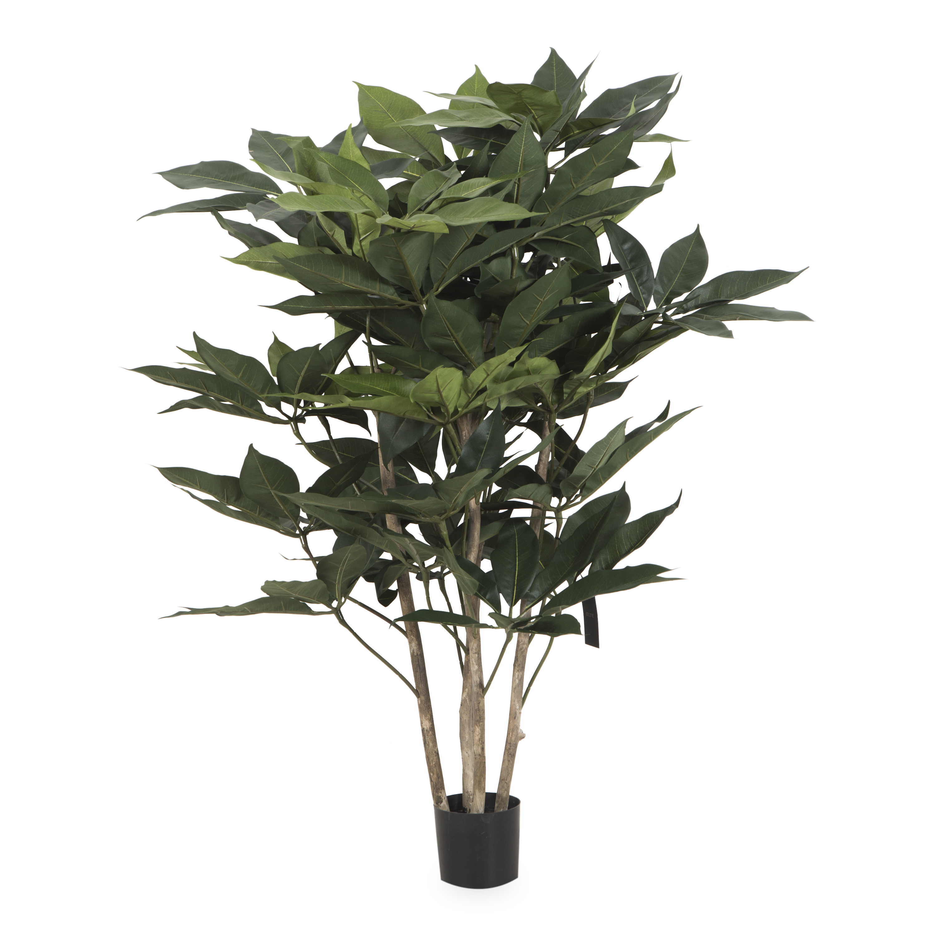 Schefflera Tree - Indoor House Plant for Home & Office Decor | Perfect for Living Room, Bedroom, and Workspace