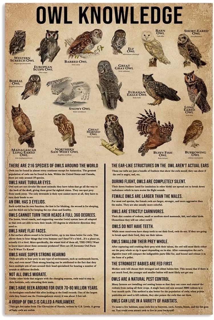 Owl Breeds Recognition Chart - Frameless Vintage Wall Art Poster for Home Decor | 12x16 Inch Canvas Print | Perfect for Bedroom, Living Room & Office | Bird Lover Gift Idea