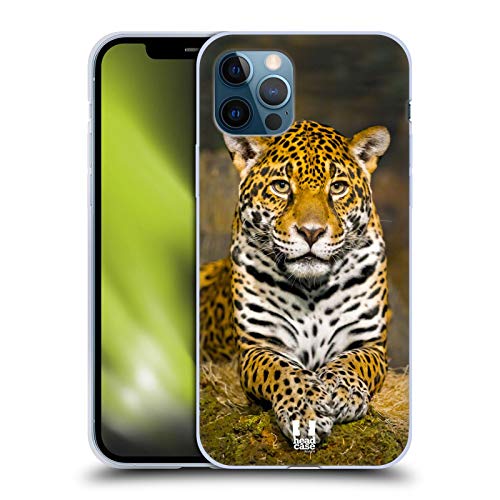 Adult Female Jaguar