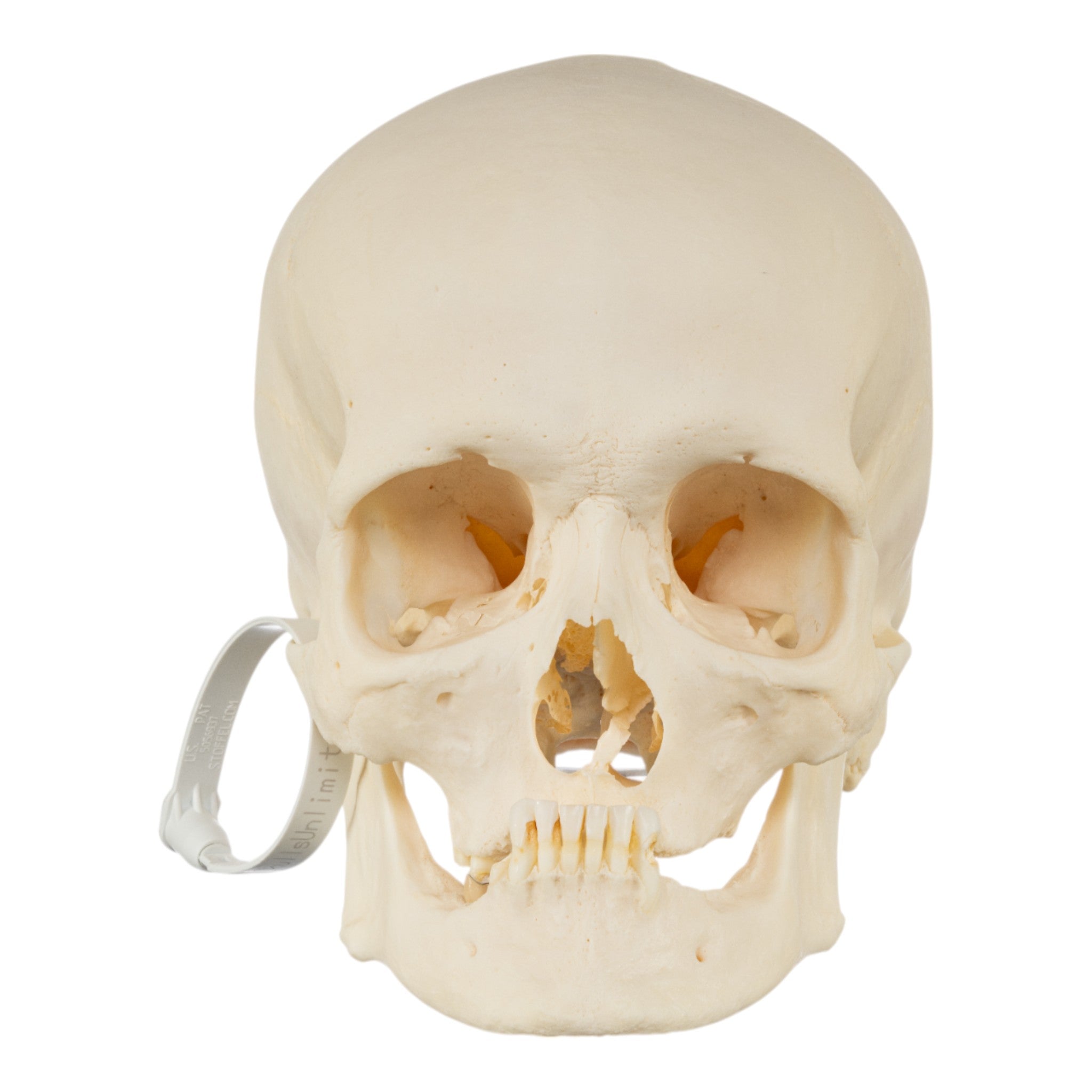 Premium Disarticulated Human Skeleton Model for Medical Education - Anatomical Study, Classroom Demonstration & Science Lab Display