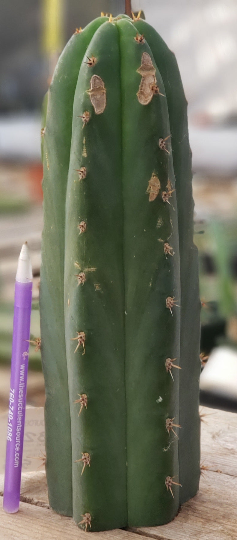 EC132 EXACT Trichocereus Pachanoi Sohongopamba OP Landrace Cactus Cuttings & Potted Plants - Perfect for Home Decor, Gardening, and Spiritual Ceremonies