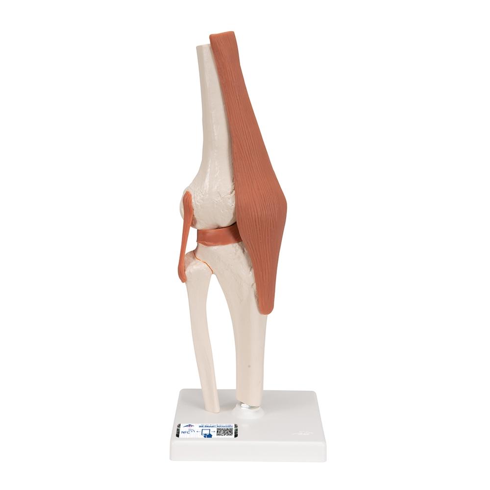 Functional Knee Joint Model - Anatomical Medical Teaching Aid for Students & Professionals | Ideal for Classroom, Lab & Home Study