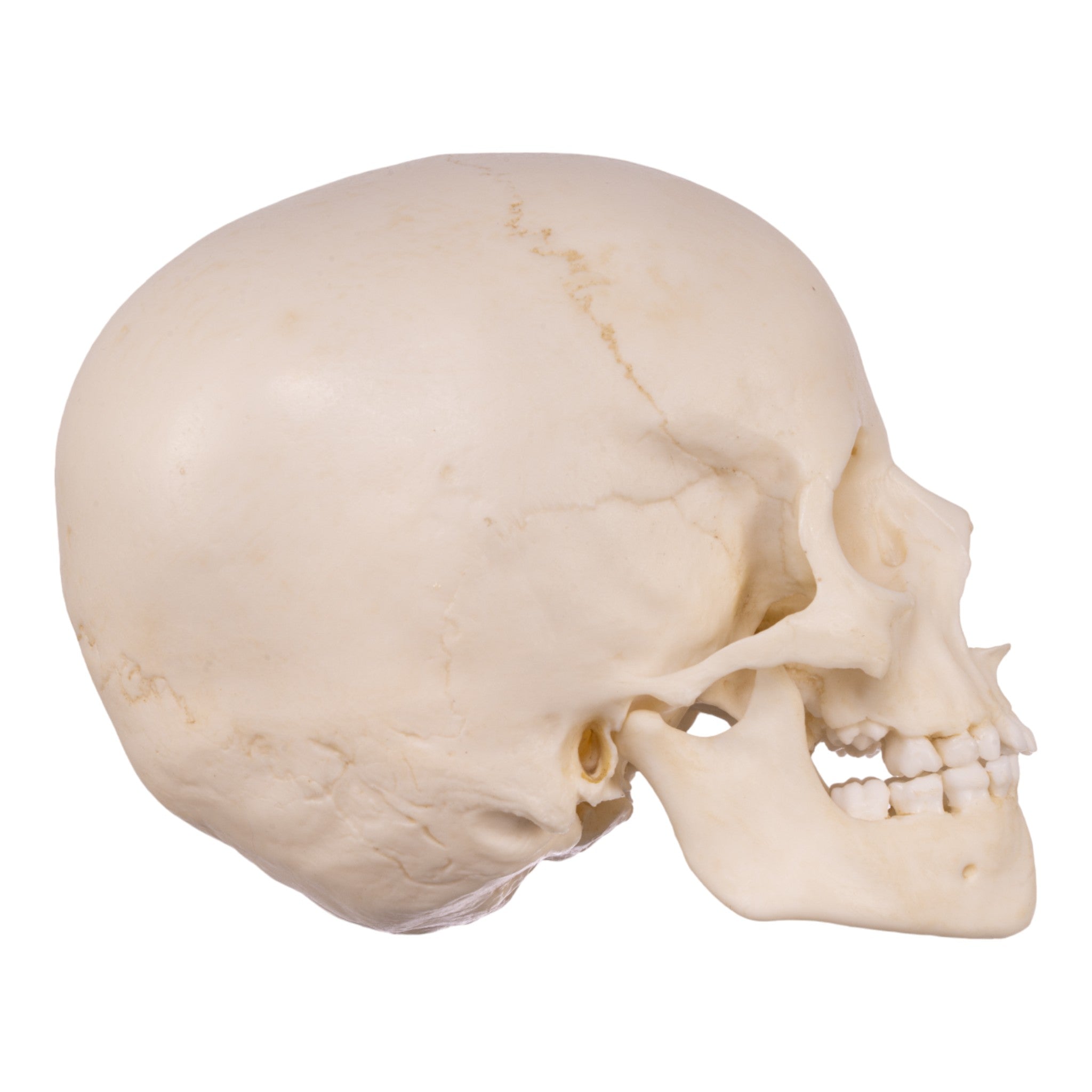 Authentic Replica Human Child Skull Model - Anatomically Accurate 6-Year-Old Skull for Medical Study, Halloween Decor & Educational Display