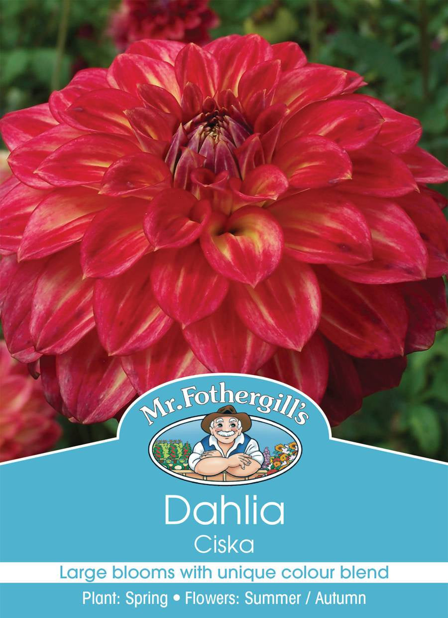 Dahlia Ciska Bulbs - Premium Flowering Bulbs for Garden Planting | Beautiful Blooms for Home Gardens, Landscaping & Floral Arrangements