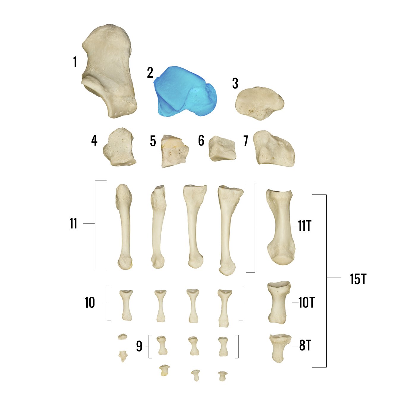 Real Human Foot Skeleton Model - Anatomically Accurate Individual Bones for Medical Study, Education & Display