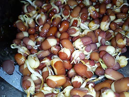 Organic Red Adzuki Beans (Red Mung Beans) - 10LB Bulk | Non-GMO, Vegan, Iron & Protein Rich, Low-Calorie | Perfect for Asian Desserts, Healthy Snacks & Plant-Based Cooking