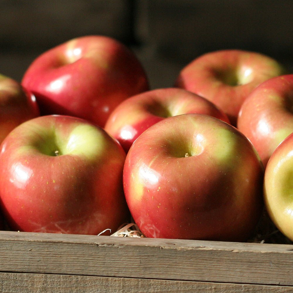 Fresh Fuji Apples - 7 lbs (3.2 kg) - Crisp Sweet Japanese Apples - Perfect for Snacks, Baking & Healthy Eating - The Fruit Company