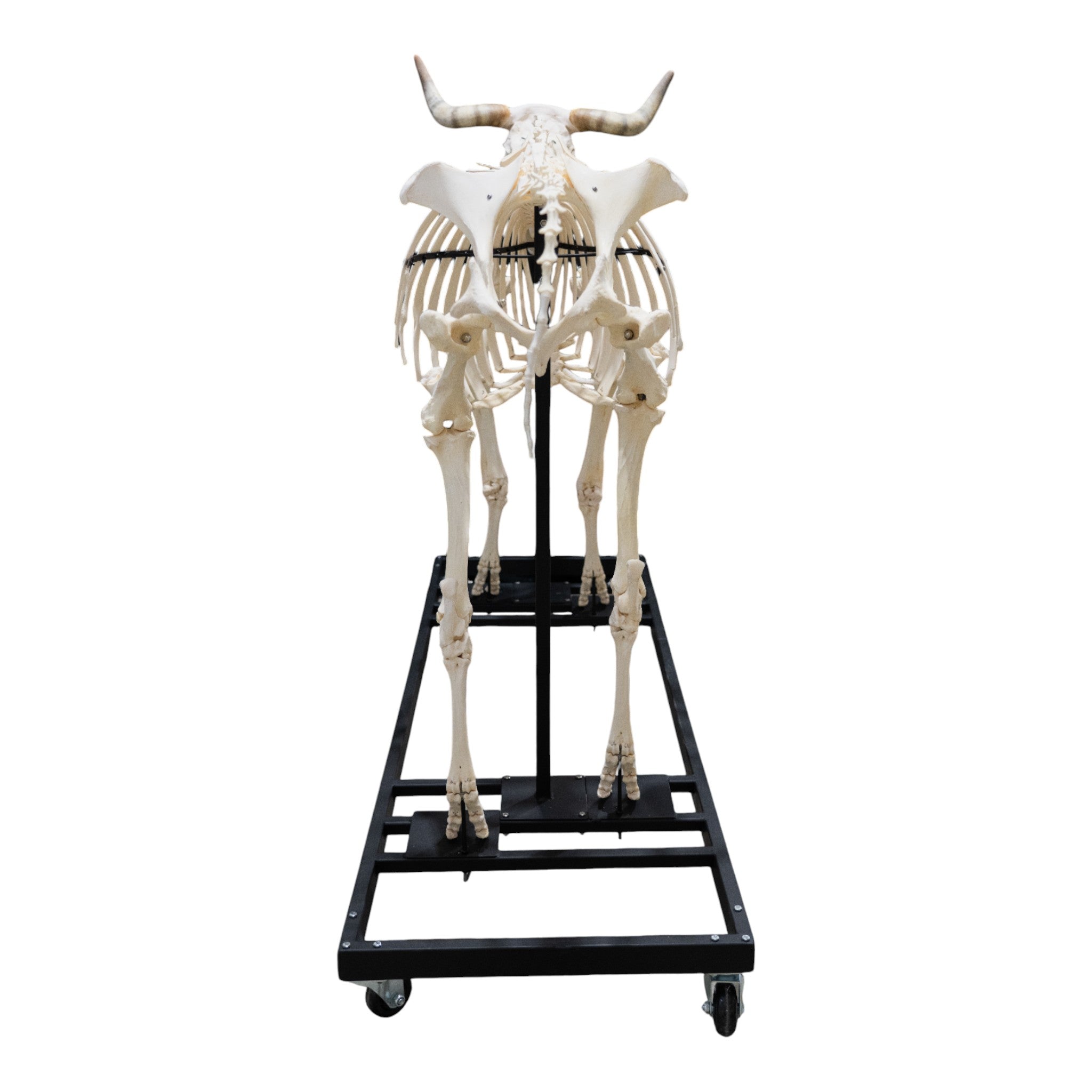 Articulated Real Domestic Cow Skeleton - Anatomical Model for Veterinary Study, Biology Education & Halloween Decor
