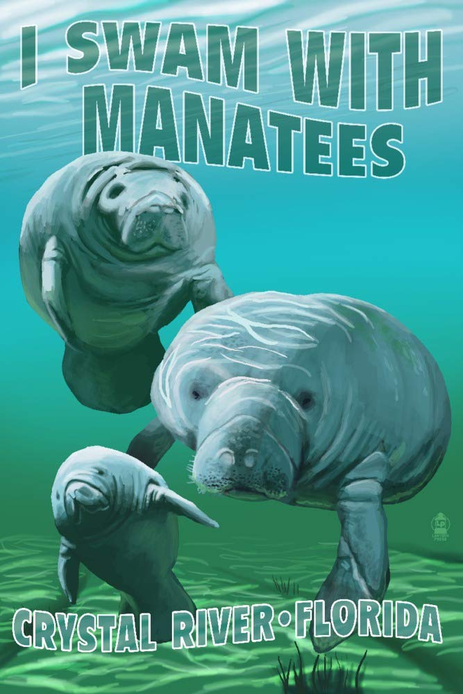 Signed 24x36 Crystal River Florida Manatee Swim Art Print - Premium Wall Decor Poster for Living Room, Office & Coastal Themed Spaces
