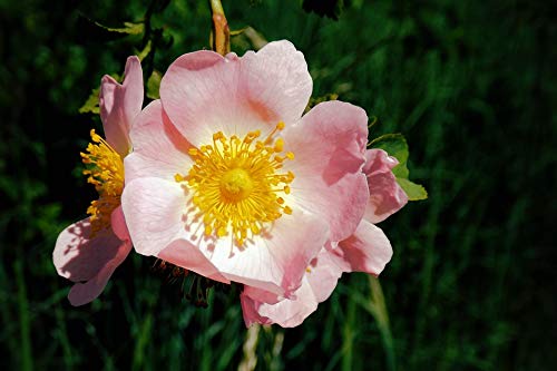 20x30 Inch Laminated Pink Wild Rose Floral Poster - Vibrant Blossom Bloom Nature Wall Art for Home Decor - Perfect for Living Room, Bedroom & Office Framing