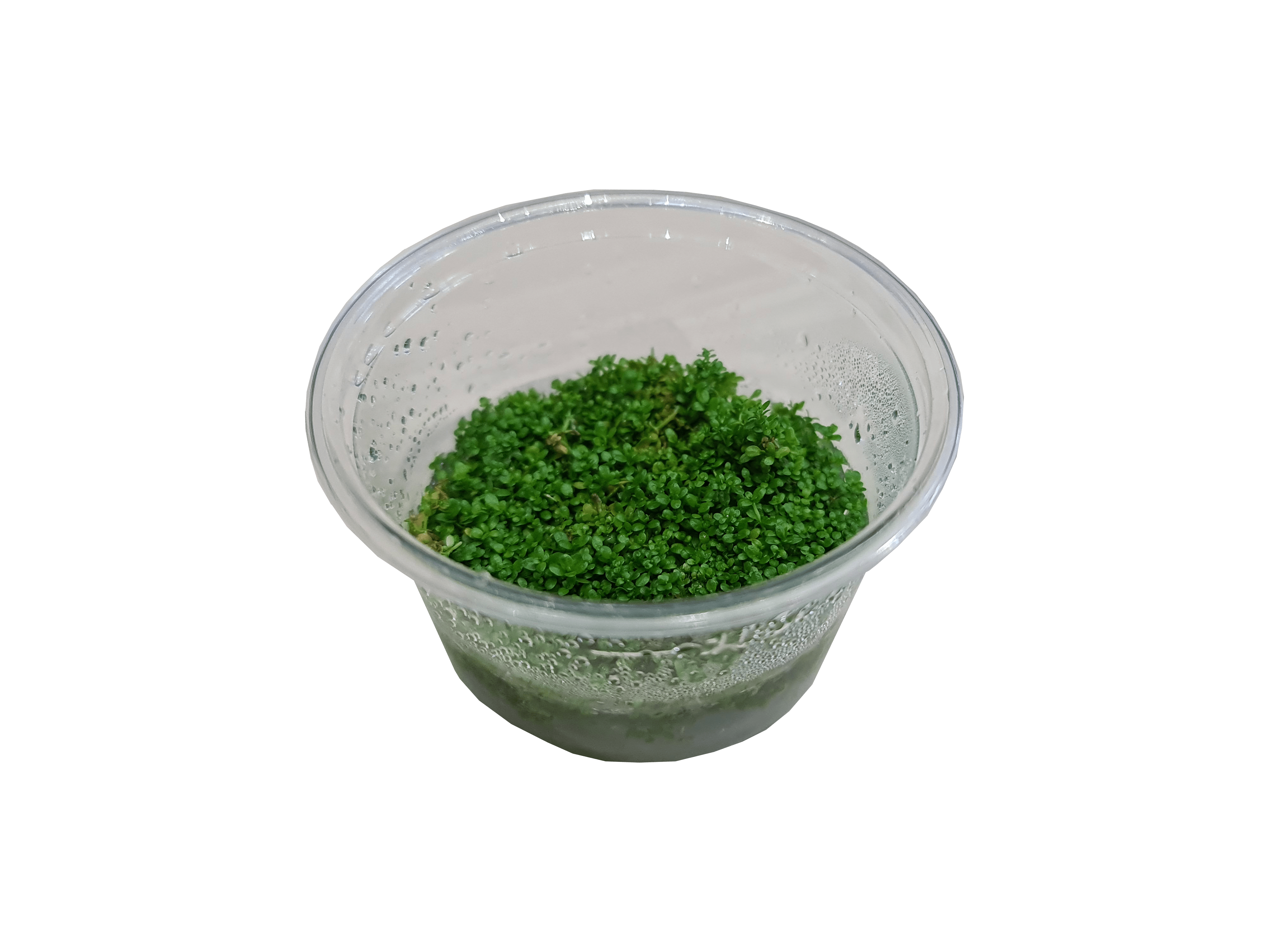 Premium TCulture Hemianthus Callitrichoides (HC Cuba) Live Aquarium Plant - Perfect for Nano Tanks, Aquascaping & Freshwater Fish Tanks