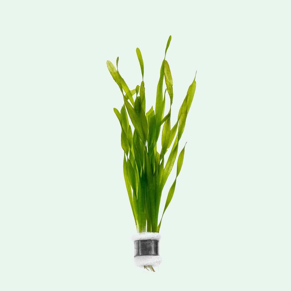 Vallisneria Torta Aquatic Plant for Aquarium - Live Freshwater Plants for Fish Tank Decoration - Perfect for Aquascaping and Natural Habitat Setup