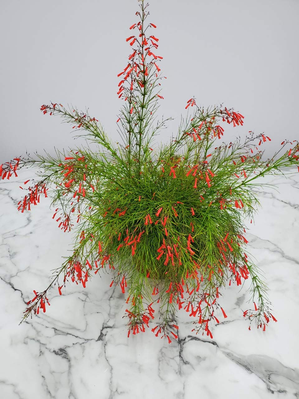 Red Firecracker Bush Live Plant - 24