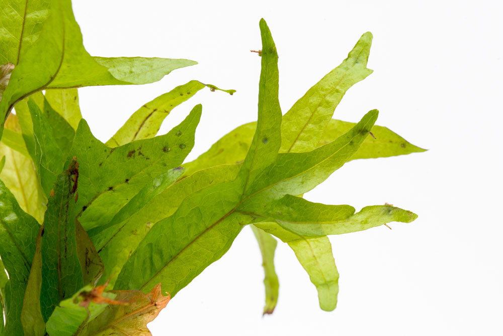 Microsorum Pteropus Gold Sparkle - Golden Java Fern Aquatic Plant for Freshwater Aquariums | Perfect for Fish Tanks, Aquascaping & Low-Light Aquarium Decor