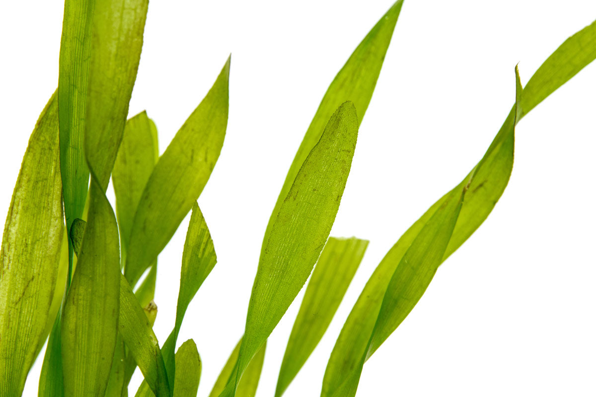 Vallisneria Torta Aquatic Plant for Aquarium - Live Freshwater Plants for Fish Tank Decoration - Perfect for Aquascaping and Natural Habitat Setup