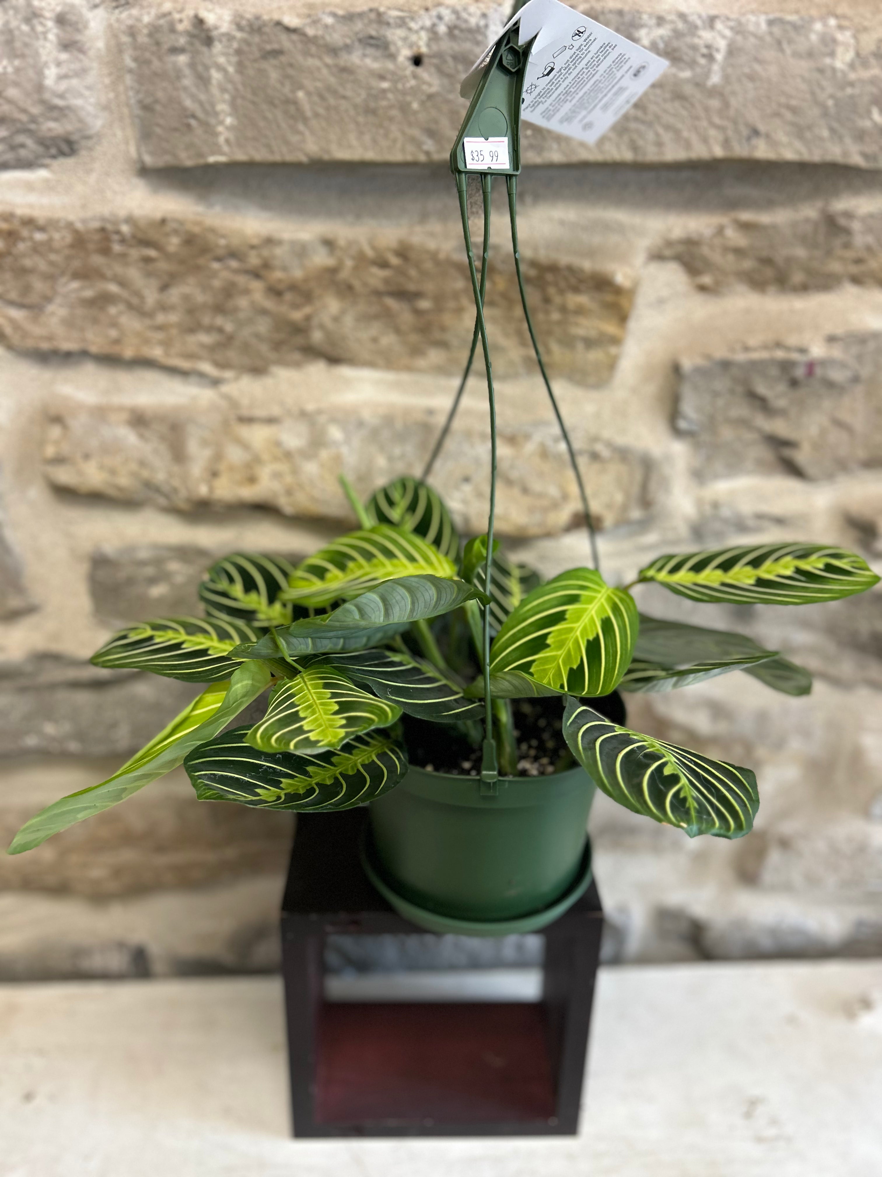Maranta Prayer Plant - Live Indoor Houseplant for Home & Office Decor | Low Light & Easy Care | Perfect for Living Rooms, Bedrooms & Workspaces