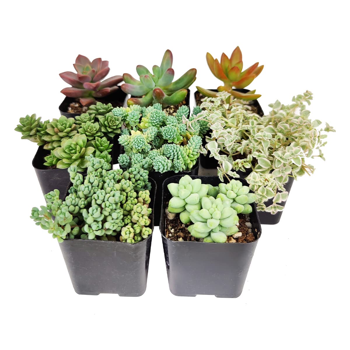 Sedum Succulent Pack | Set of 2/4/6/8/10/24/36/48 Live Succulent Plants - Perfect for Home Decor, Office Desk, Wedding Favors & Garden Landscaping
