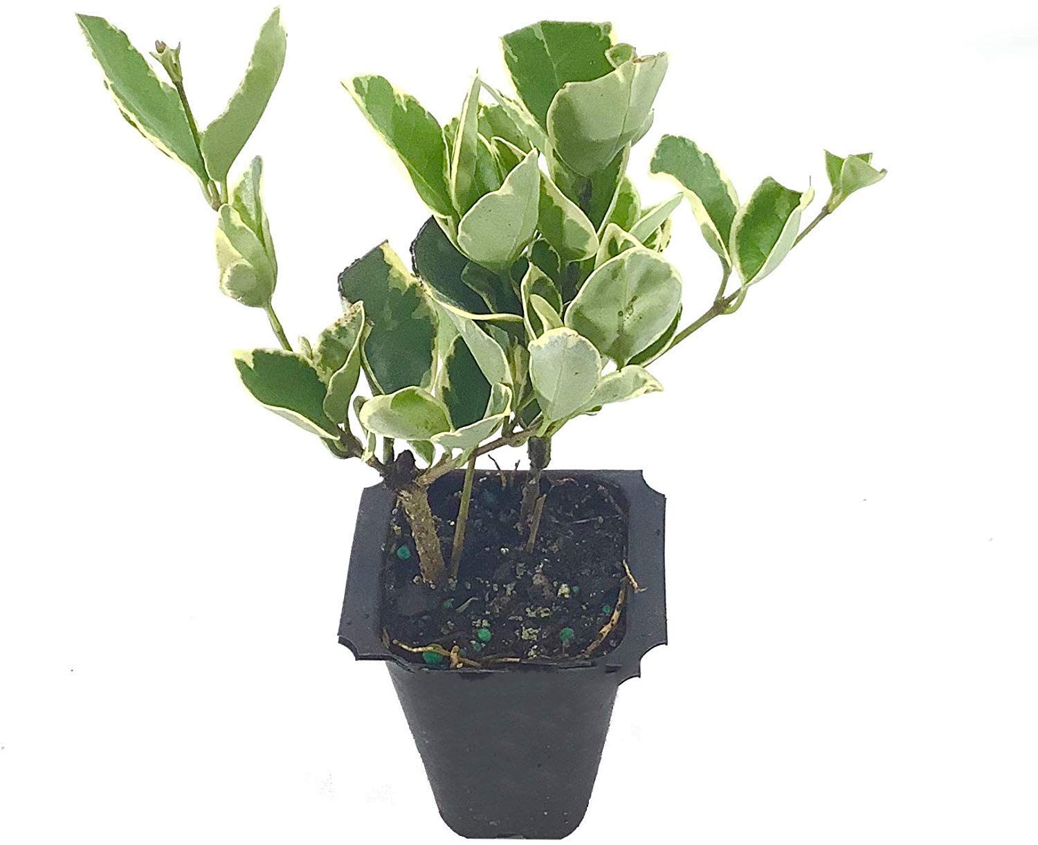 Ligustrum Japonicum 'Jack Frost' Privet - 60 Live Plants - Variegated Evergreen Hedge for Landscaping & Privacy Screening | Perfect for Garden Borders, Fences & Outdoor Decor