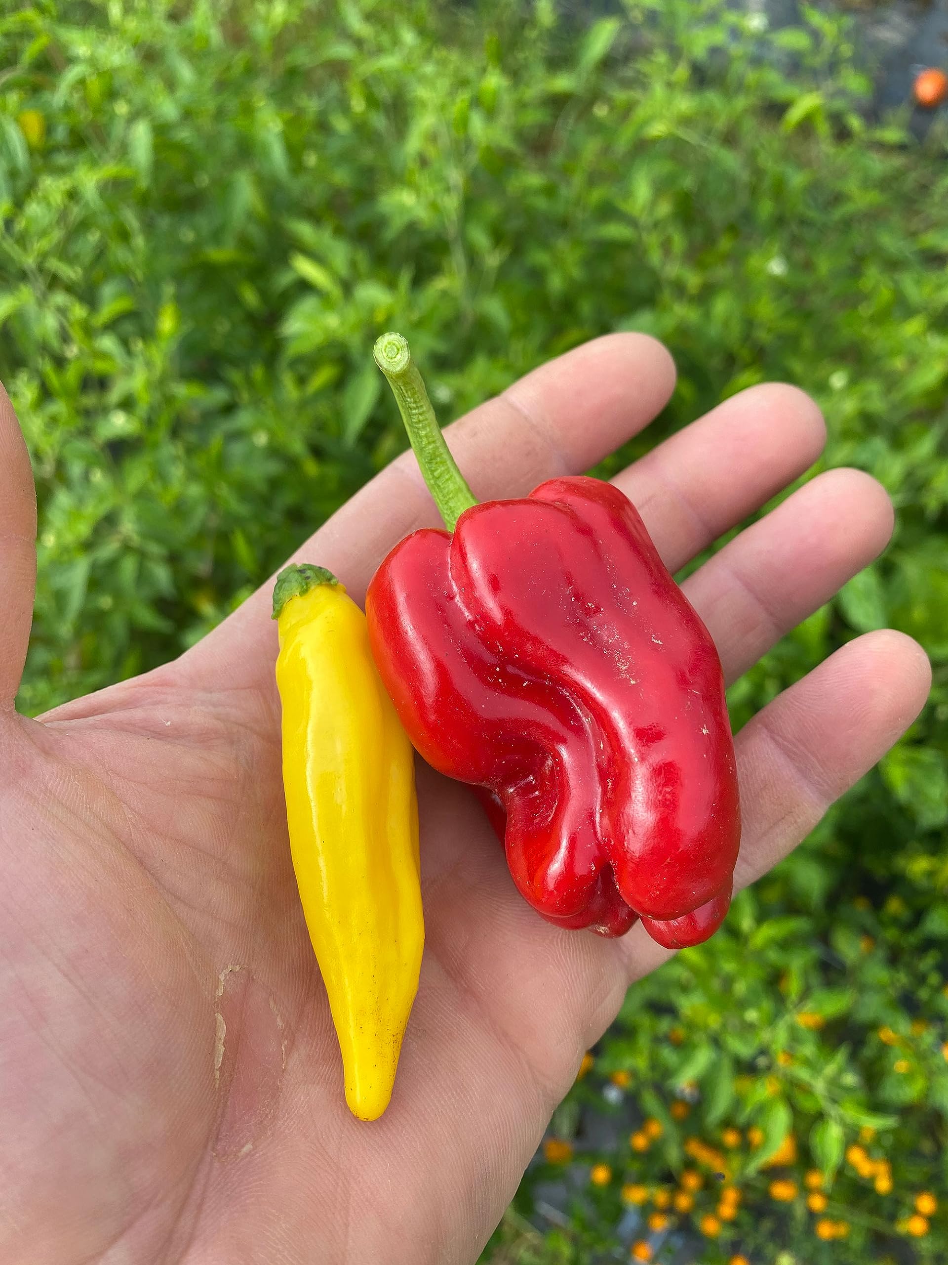 Organic Aji Peach Hot Sauce - Small Batch, Gluten-Free, Low Sugar, All-Natural with Aleppo & Aji Limon Peppers - 200ml (6.7oz) - Perfect for Grilling, Marinades & Spicy Dishes