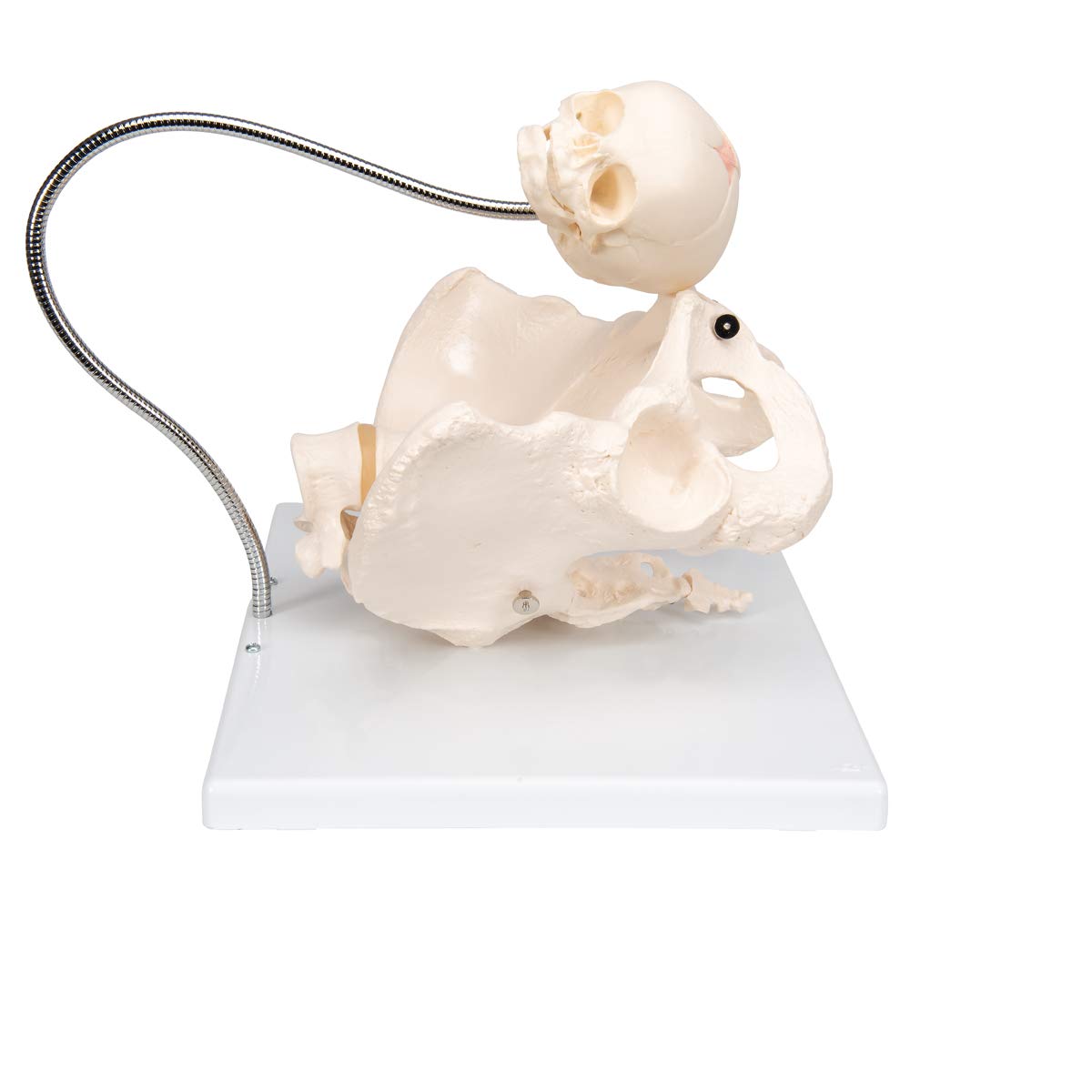 3B Scientific L30 Childbirth Demonstration Pelvis Model - 3B Smart Anatomy | Medical Teaching Tool for Obstetrics & Midwifery Training | Perfect for Classroom, Hospital, and Clinical Education