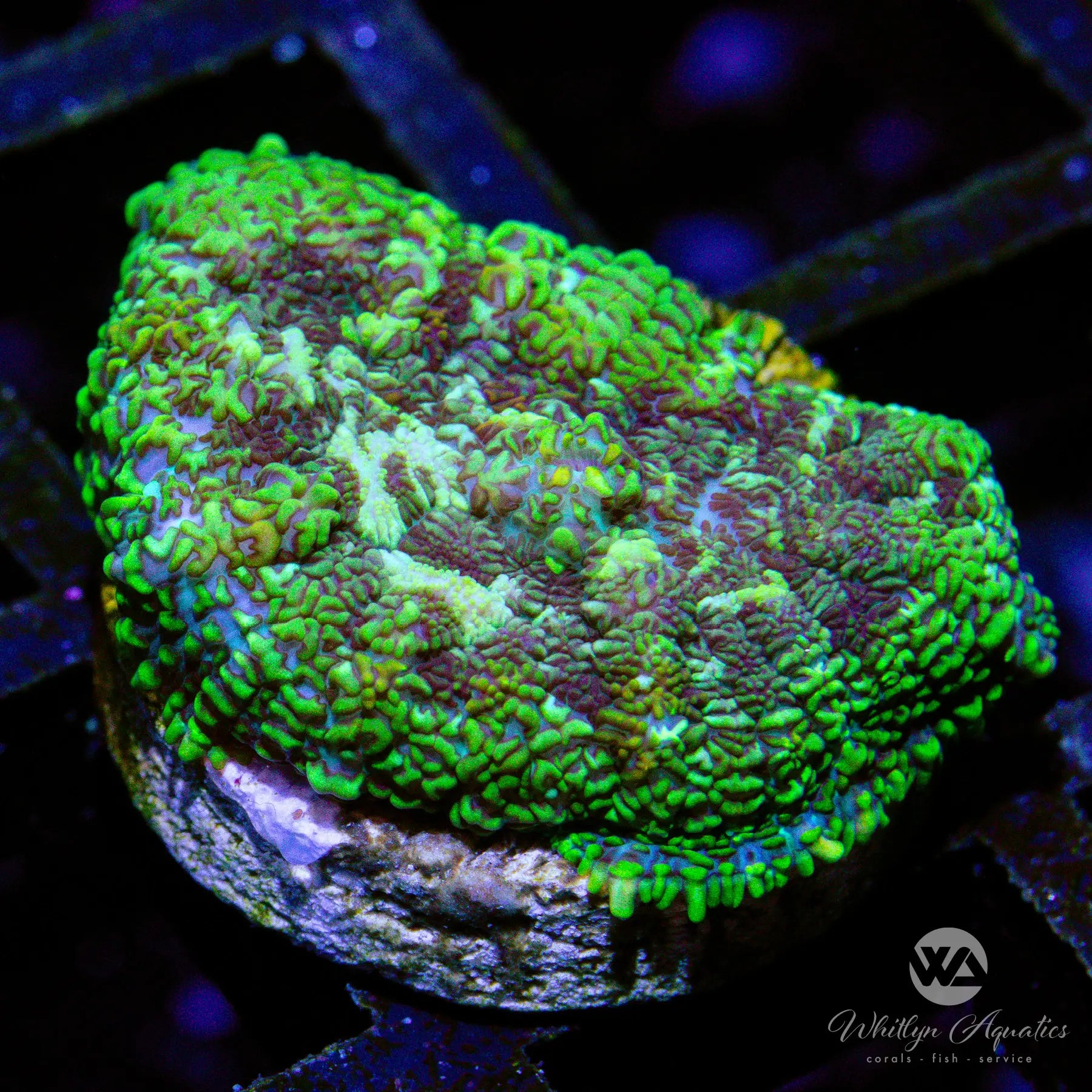 B35 WA Walking Dead Rhodactis Mushroom Coral - Premium Live Coral for Saltwater Aquariums | Perfect for Reef Tanks, Nano Tanks, and Coral Frag Racks