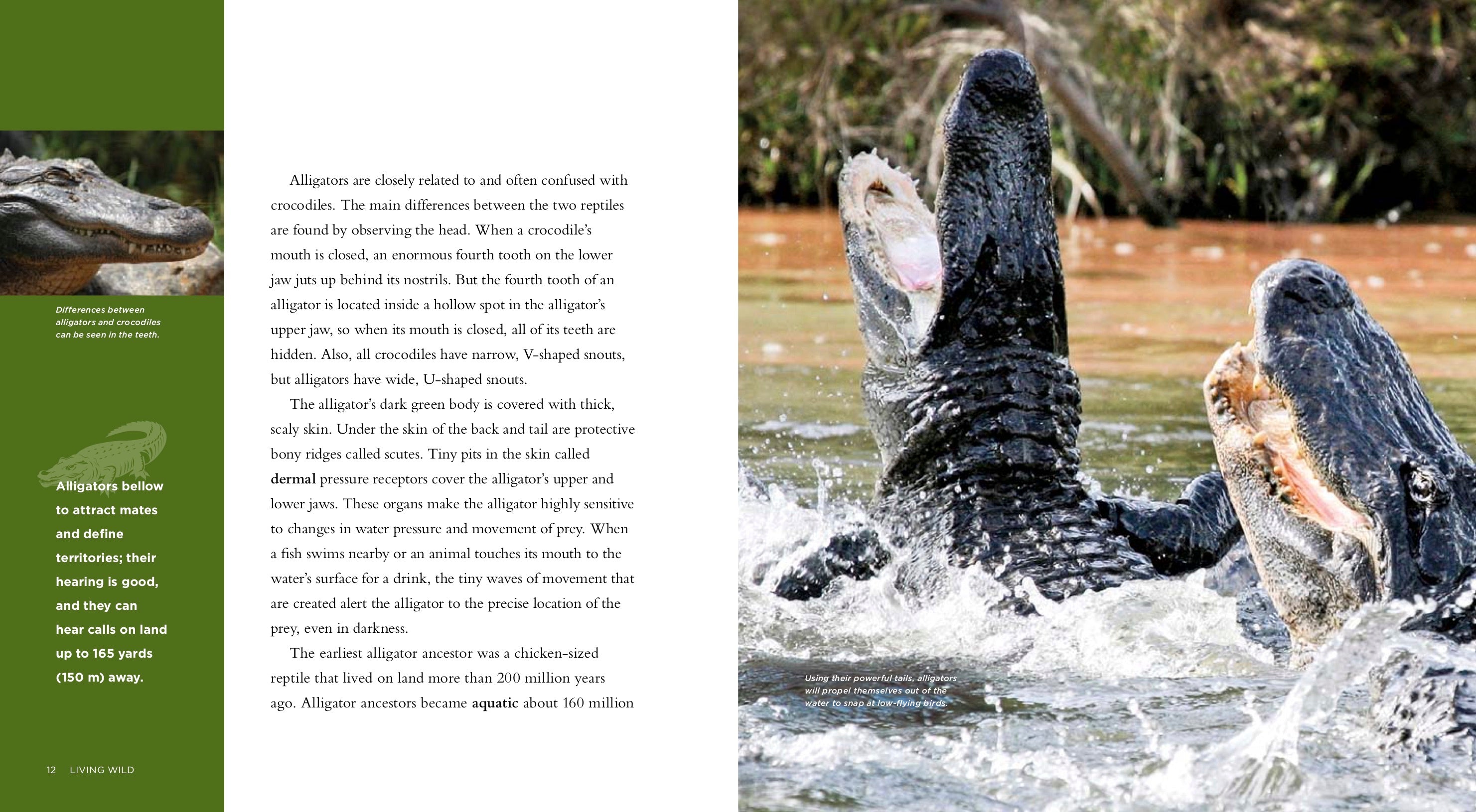 Alligators Book - ISBN 978-1-58341-967-0 | Wildlife Education & Nature Exploration for Kids & Adults