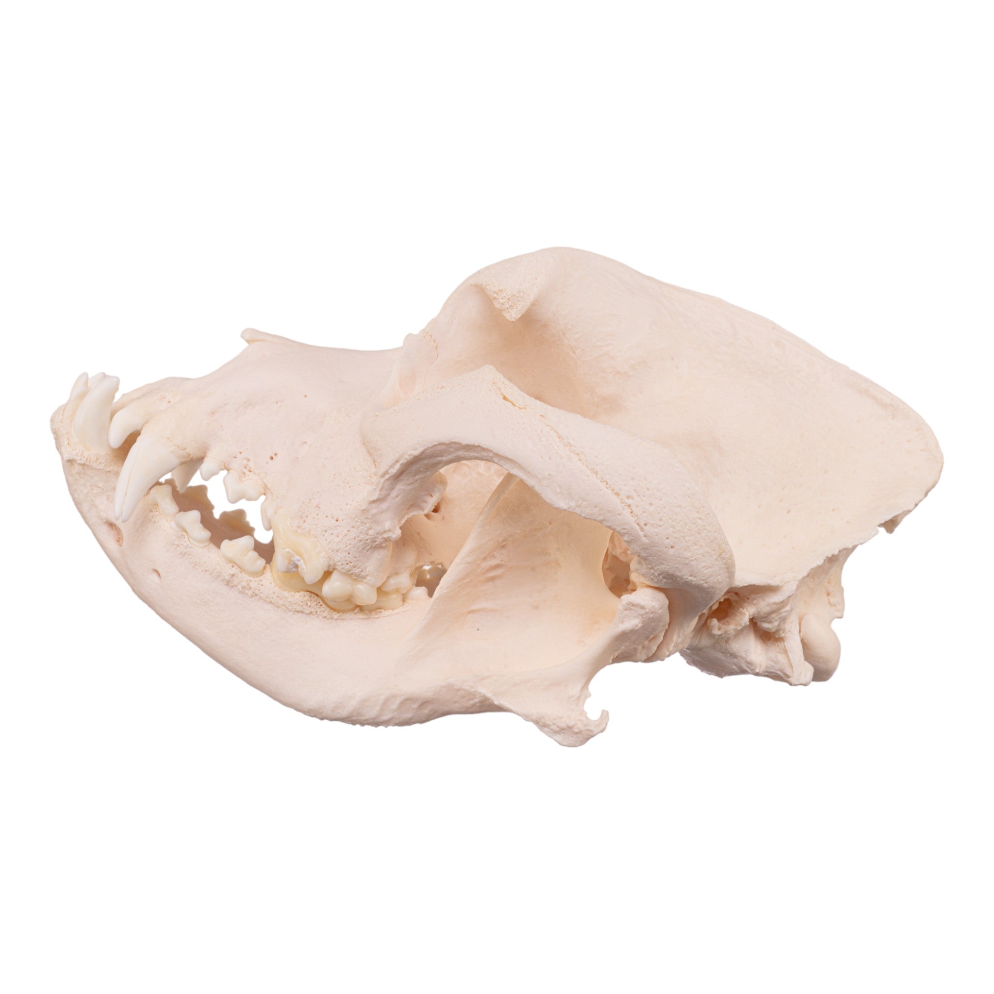 Authentic Real Domestic Dog Skull - Mastiff Breed - Perfect for Veterinary Studies, Halloween Decor & Taxidermy Collections