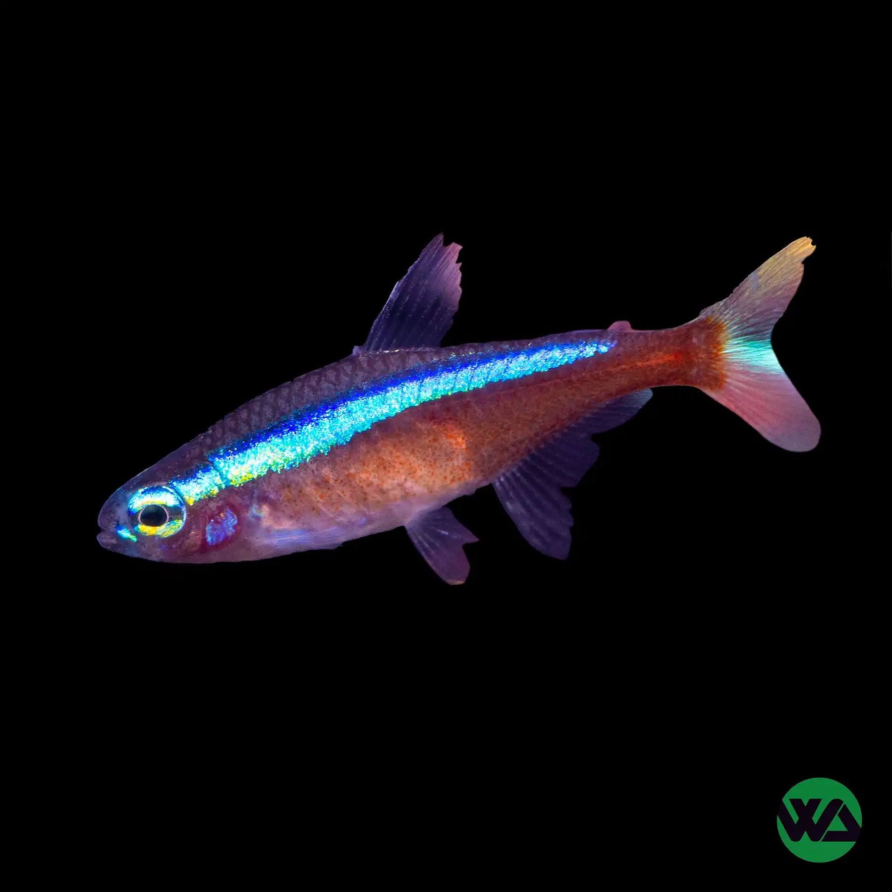 Premium Cardinal Tetra Fish (Paracheirodon axelrodi) - Vibrant Tropical Aquarium Fish for Freshwater Tanks | Perfect for Community Aquariums & Planted Tanks