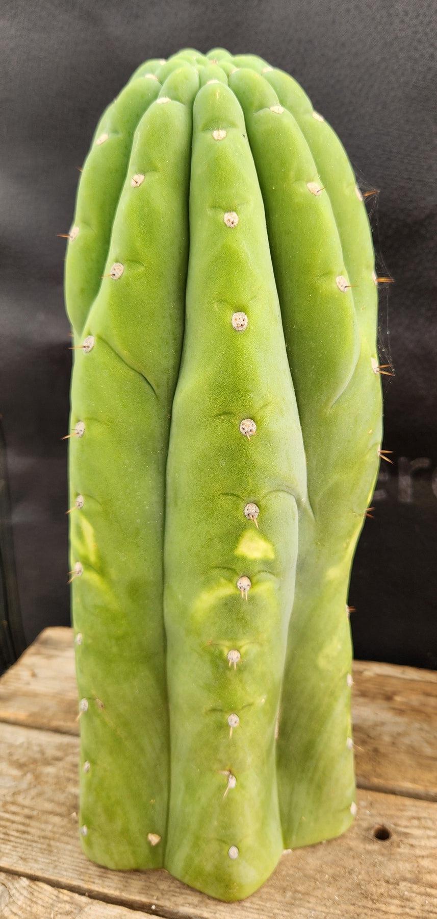 EC266 EXACT Trichocereus Pachanoi San Pedro Cactus Cutting - 11.5 Inch Live Plant for Home Decor, Gardening & Spiritual Ceremonies