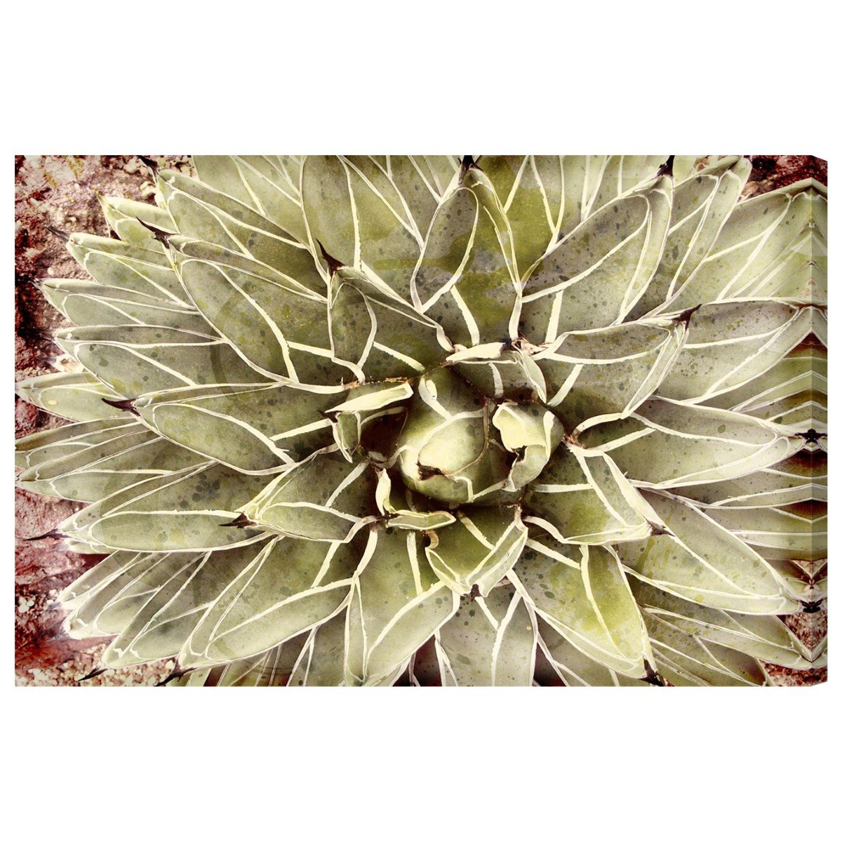 Oliver Gal Floral Wall Art Canvas Print 'Cactus Flower' - 45x30 Inches Green & White Botanical Home Decor - Perfect for Living Room, Bedroom or Office Wall Decor
