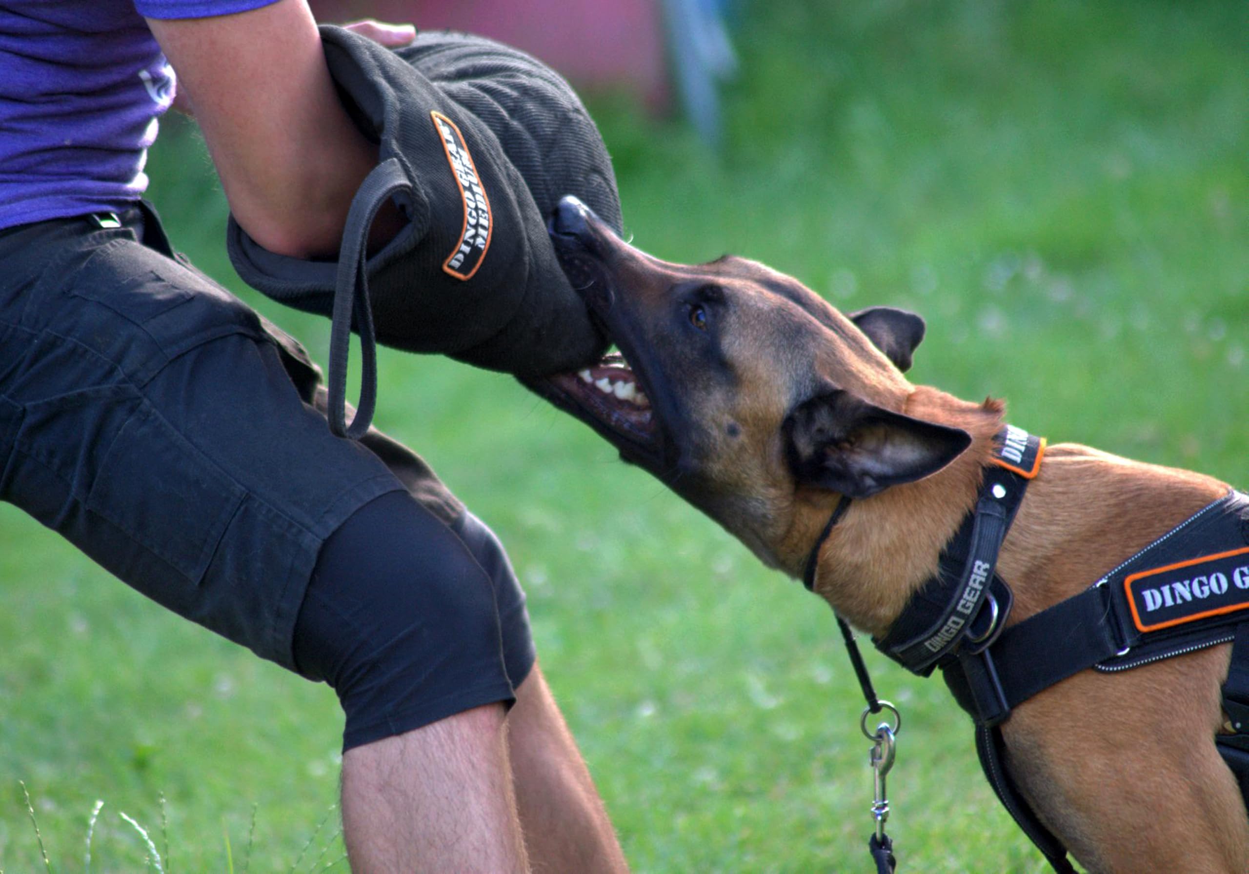Dingo Gear Medium Hard Nylon Bite Sleeve for Dog Training - Professional Level Blue Protection Sleeve for Adult Dogs - Perfect for Police K9, Security & Bite Work Training