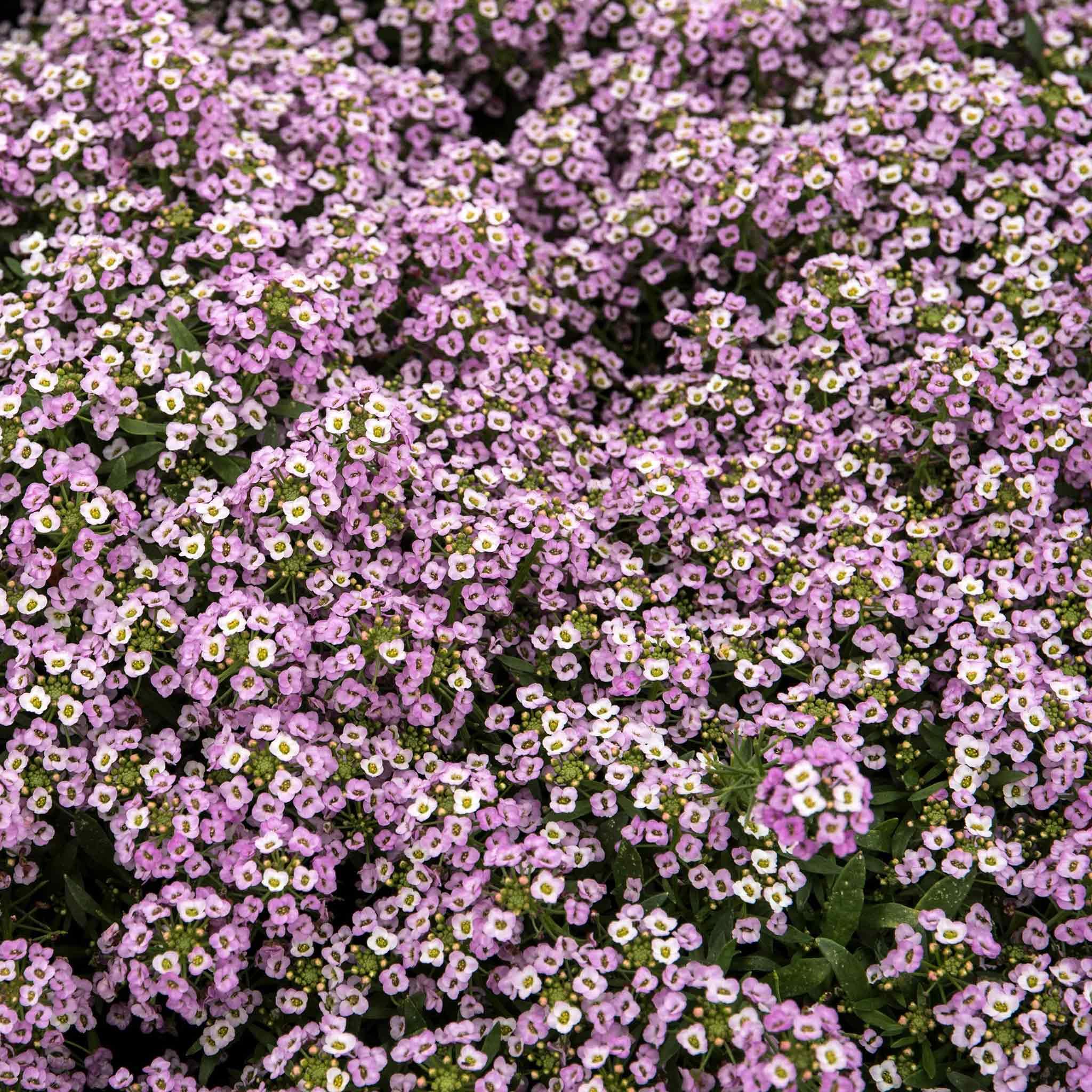 Eden Brothers Sweet Alyssum Seeds (Dwarf Variety) - Royal Carpet Flower Seeds for Garden, Landscaping & Ground Cover | Perfect for Borders, Containers & Rock Gardens