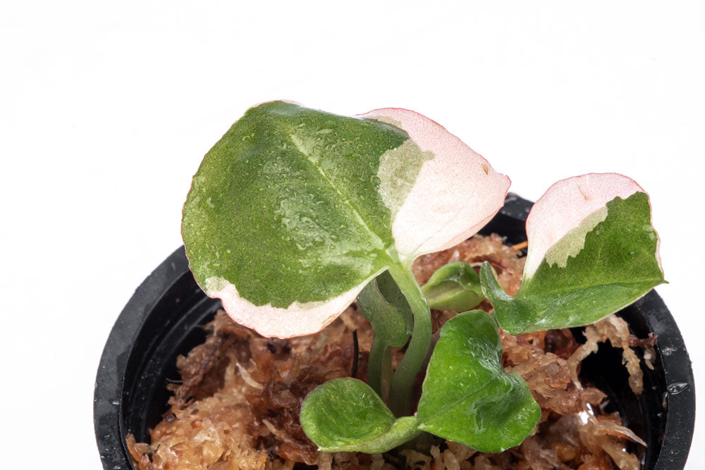 Syngonium Strawberry Ice Bare Root Plant - Rare Pink Variegated Houseplant for Indoor Decor, Office, or Gift