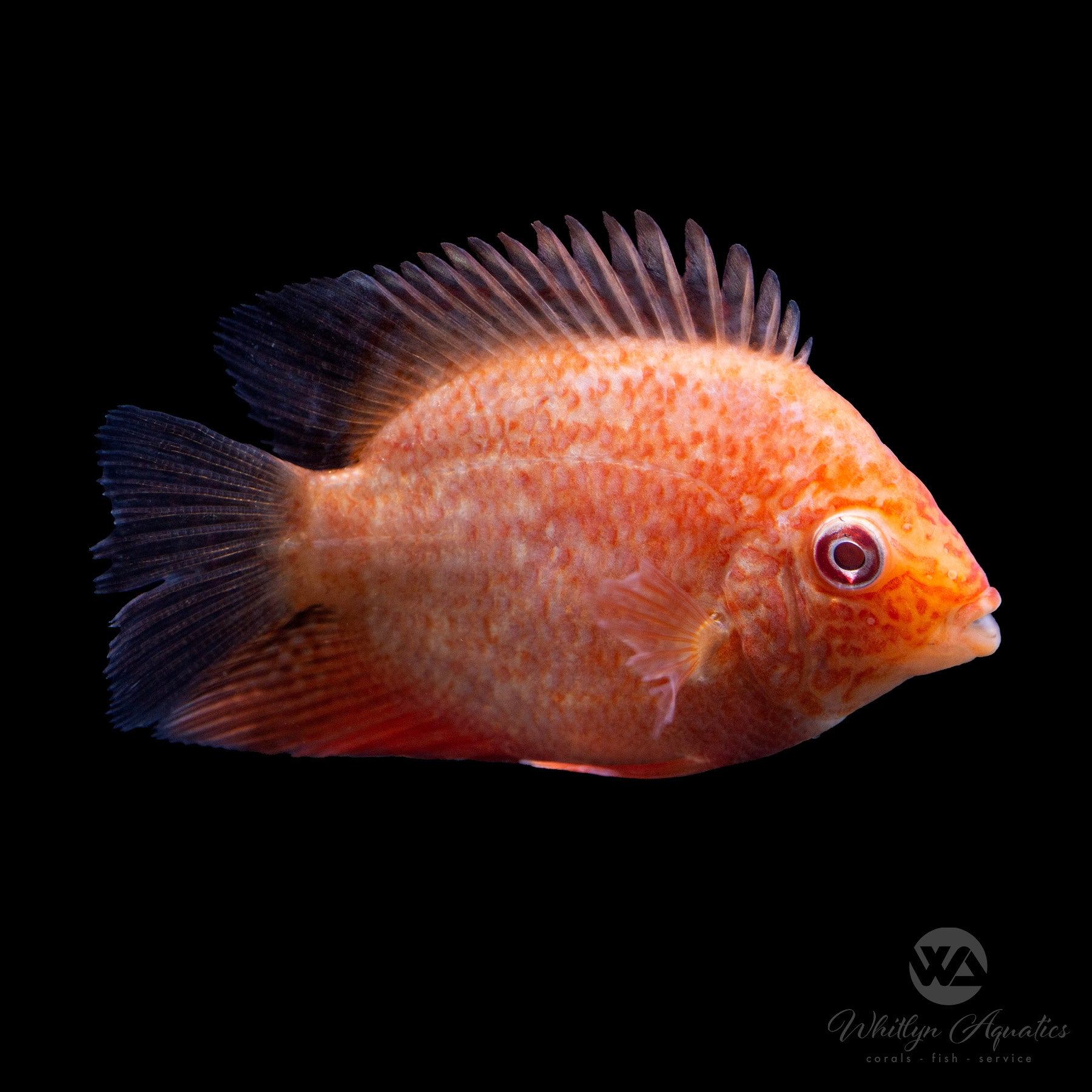 Premium Red Spot Severum (Heros severus) - Vibrant Tropical Fish for Aquariums | Perfect for Freshwater Tanks & Aquatic Displays