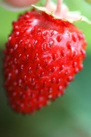 Alpine Strawberry Seeds Bulk 1,000 Count - Fragaria Vesca Heirloom Non-GMO Red Wonder Variety for Home Garden, Edible Landscaping & Fresh Fruit Harvest