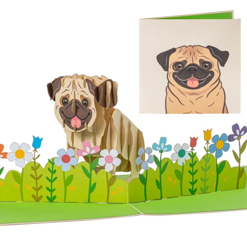 Pug