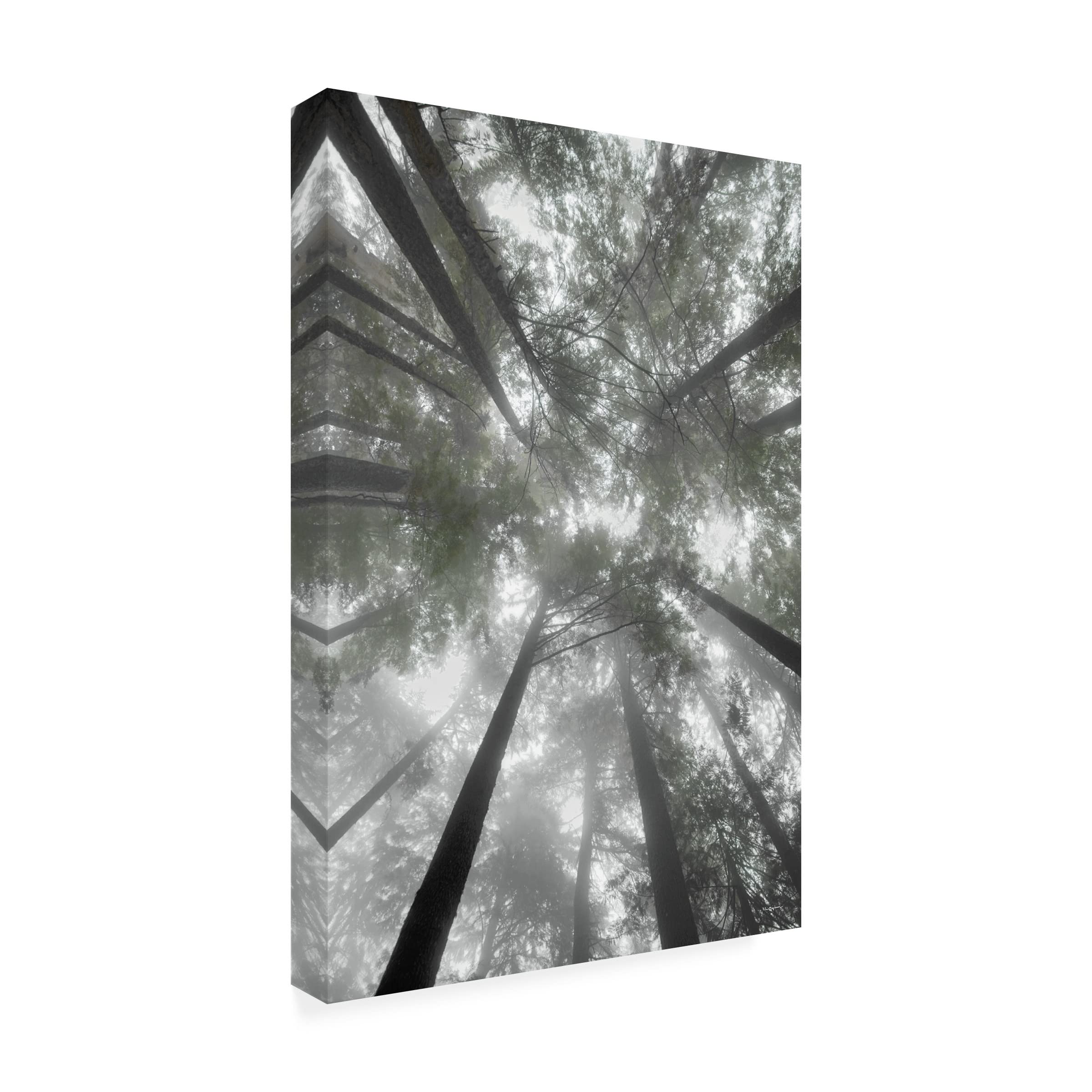 Alan Majchrowicz 'Fir Trees I Bright' Canvas Art Print - Modern Landscape Wall Decor for Living Room, Bedroom & Office - Trademark Fine Art Collection