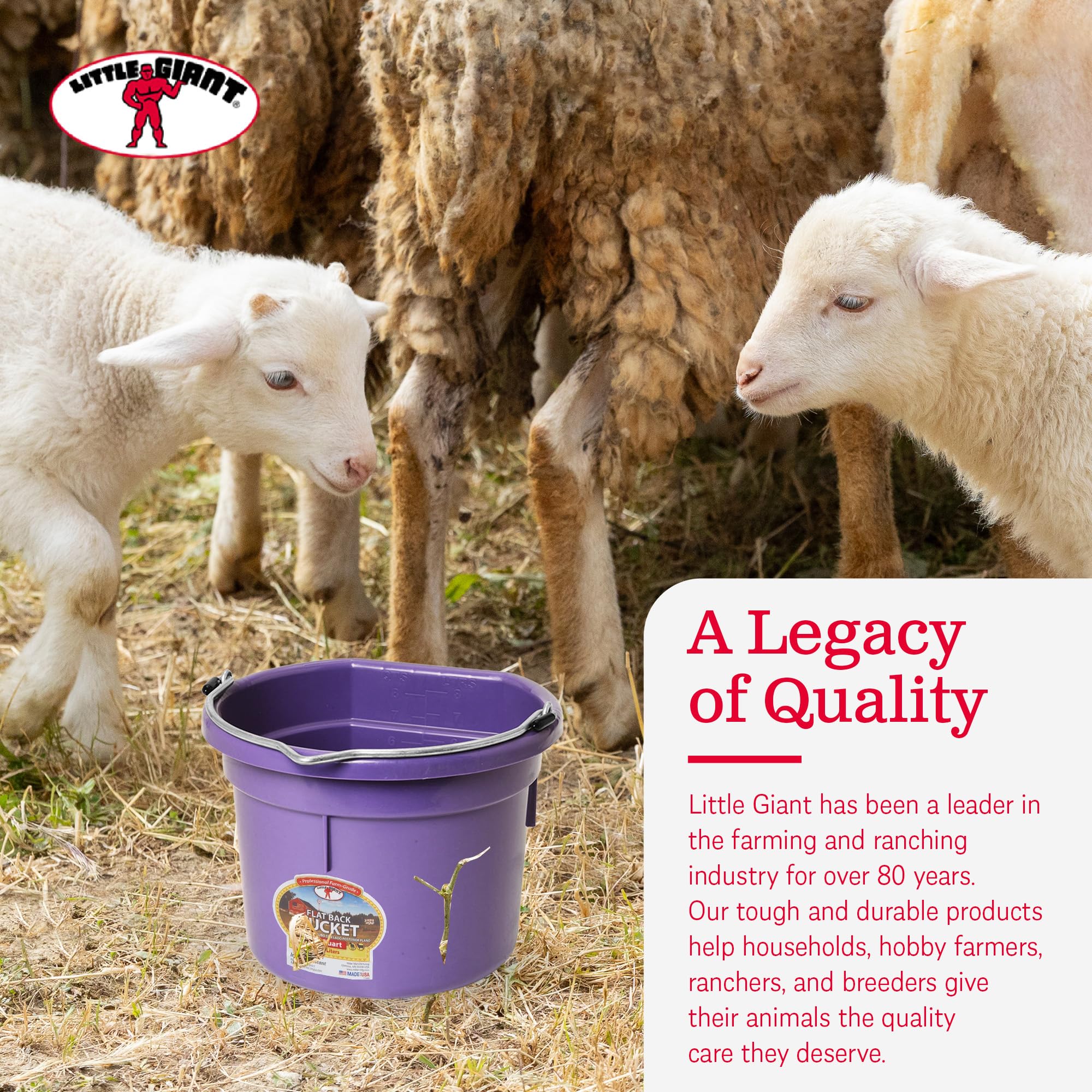 Little Giant P8FBPURPLE 2 Gallon Heavy Duty Plastic Buckets - All Purpose Farm & Household Use for Supplies, Toys, Laundry, Water Storage (4 Pack, Purple) - Ideal for Gardening, Cleaning, Organizing & Outdoor Activities