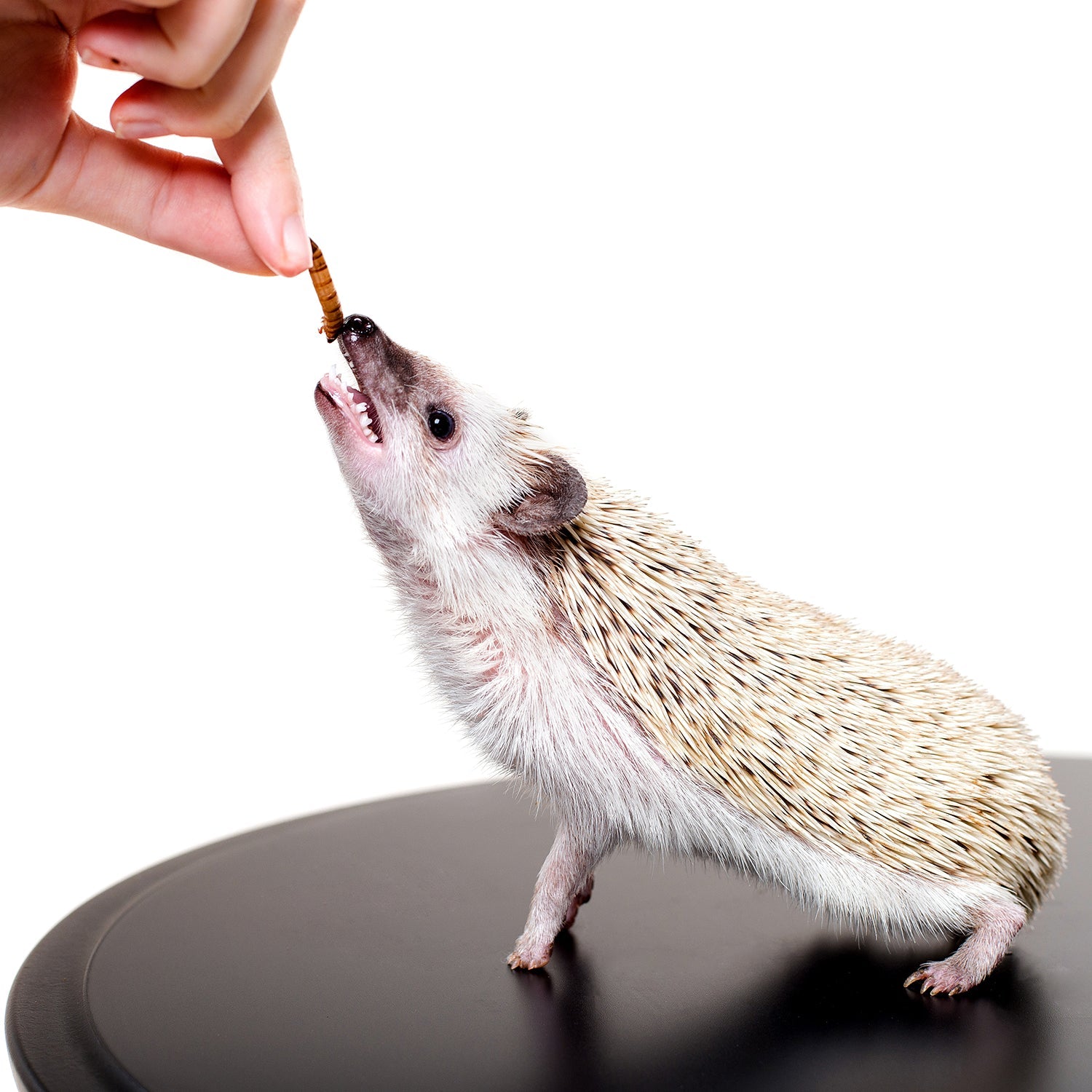Premium Dried Mealworms for Reptiles, Birds & Chickens - High-Protein Natural Pet Food - Perfect for Feeding Bearded Dragons, Hedgehogs & Wild Birds