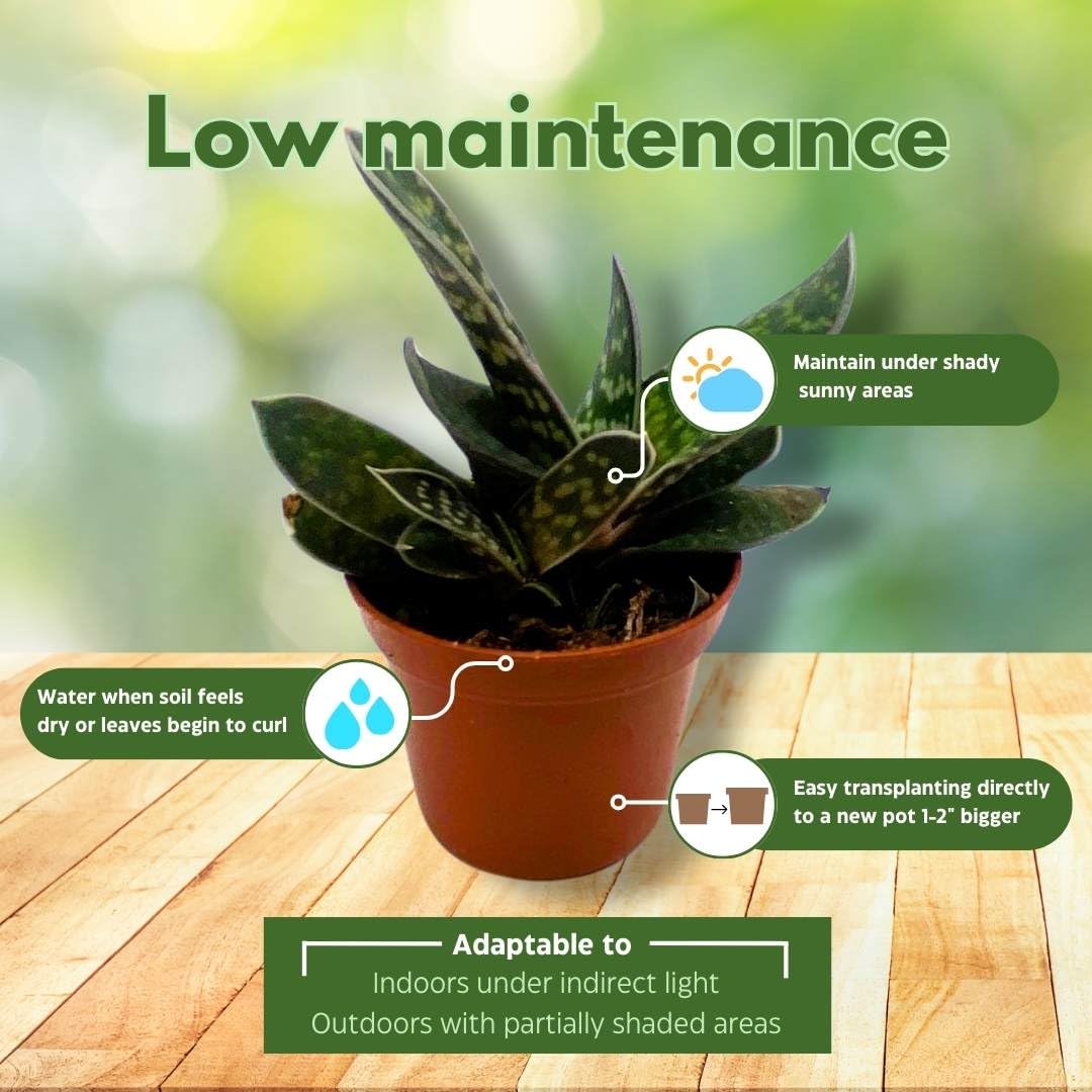 Gasteria Pillansii 'Green Dragon' Succulent Plant - 2 Inch Pot, Smooth Leaves, Low Maintenance Indoor Houseplant - Perfect for Home Decor, Office Desk, and Gift Ideas