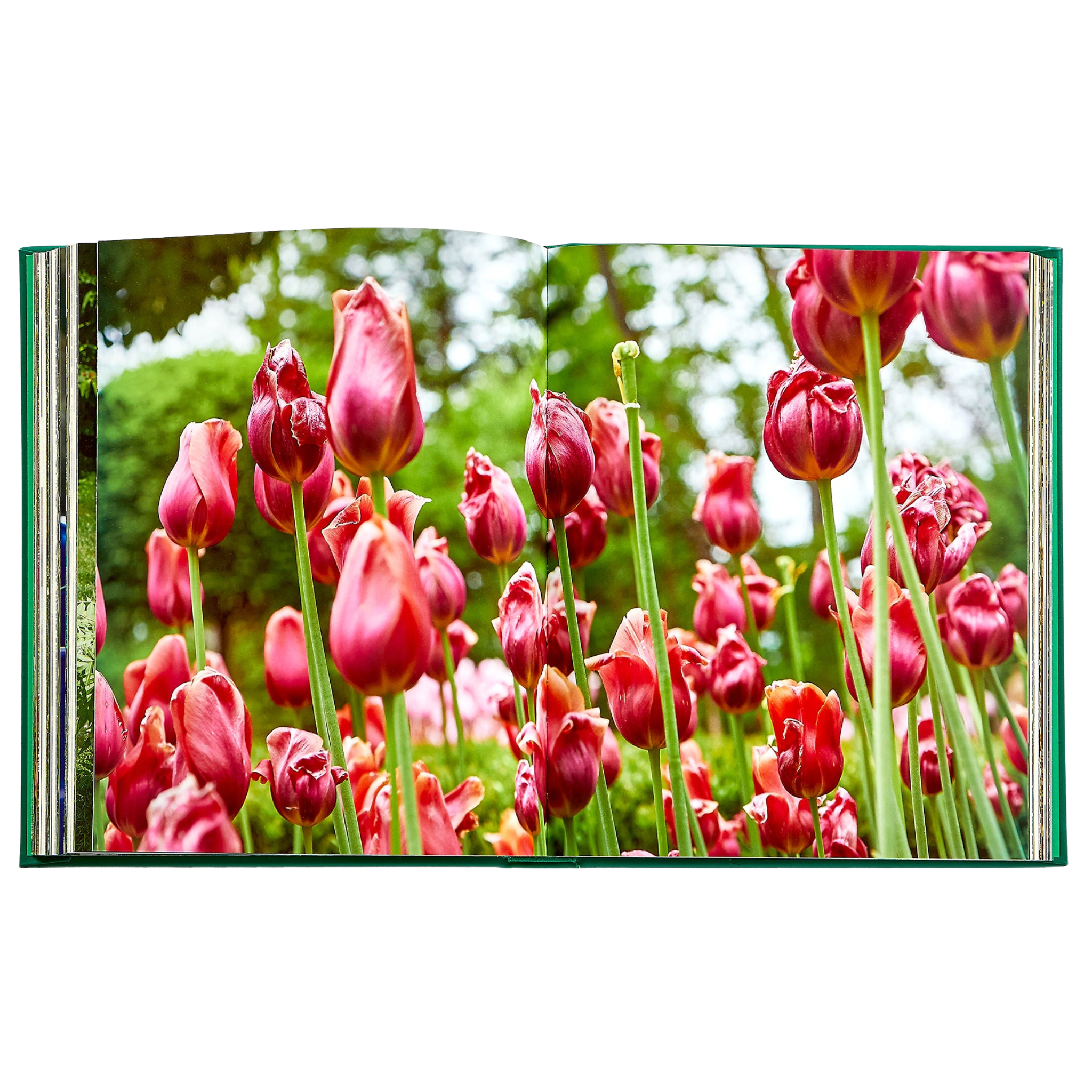 Bunny Williams: Life in the Garden Book - Inspiring Garden Design Ideas & Outdoor Living Tips for Home Decor Enthusiasts | Perfect for Coffee Table Books, Gardening Gifts & Interior Design Inspiration