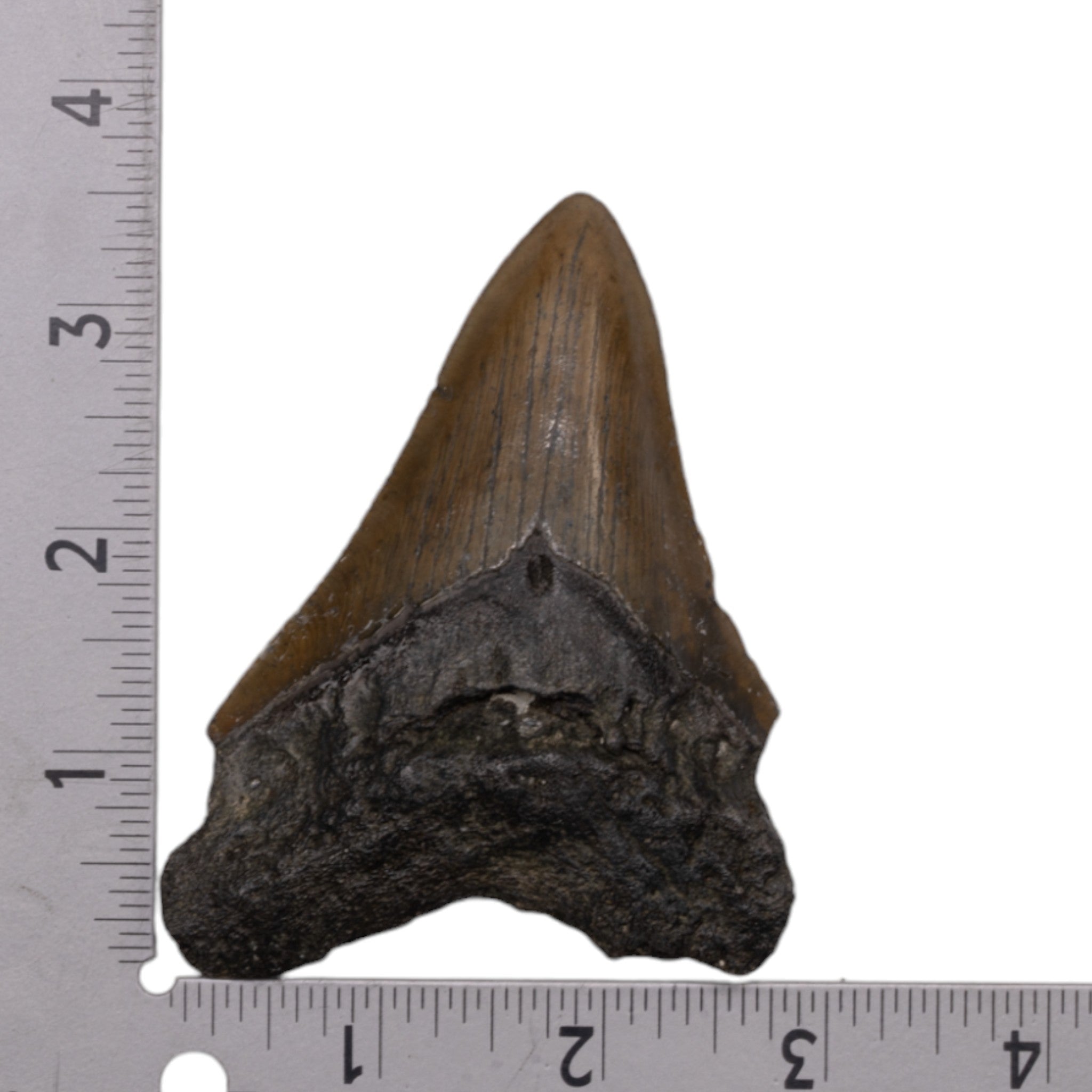 Genuine Megalodon Tooth Fossil - Authentic Shark Tooth Collectible for Display & Education - Perfect for Home Decor, Classroom, and Paleontology Enthusiasts
