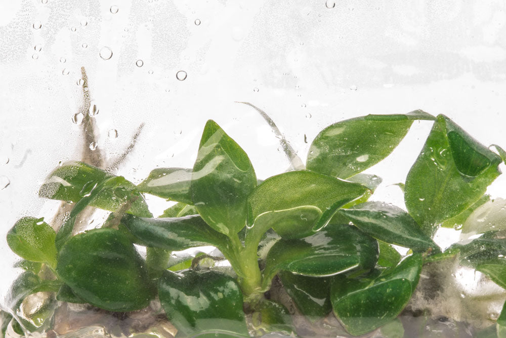 Philodendron White Wizard - Rare Variegated Houseplant for Indoor Decor & Office Plants | Perfect for Home, Living Room, or Gift