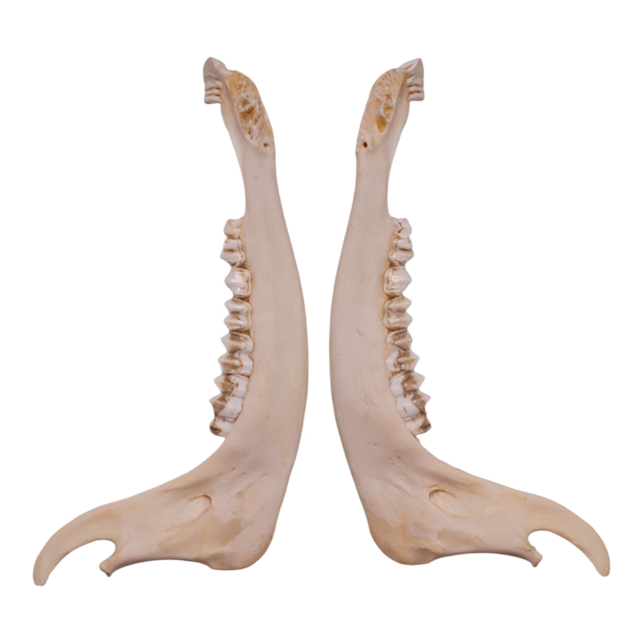 Authentic Gemsbok Mandible Bone - Genuine African Antelope Jawbone for Home Decor, Taxidermy, and Unique Gifts | Perfect for Rustic Cabin, Hunting Lodge, or Boho Chic Decor