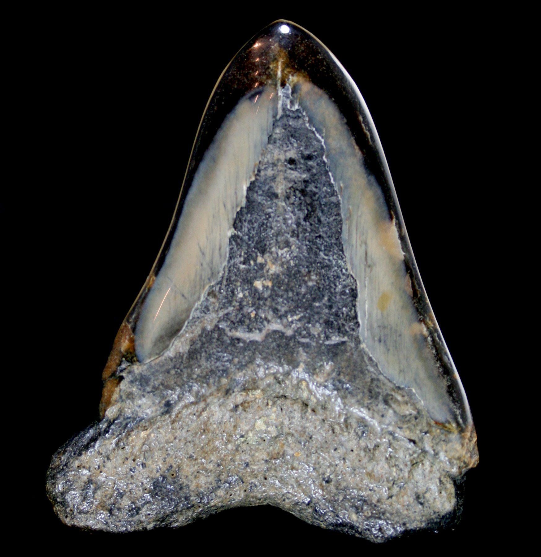 Authentic Polished Megalodon Shark Tooth Fossil Specimen - Rare Collectible for Display, Education & Home Decor