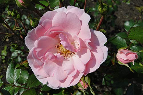 20x30 Inch Laminated Rose Petals Pink Flower Poster - Vibrant Colors, Nature-Inspired Wall Art - Perfect for Home Decor, Bedroom, Living Room & Office Spaces