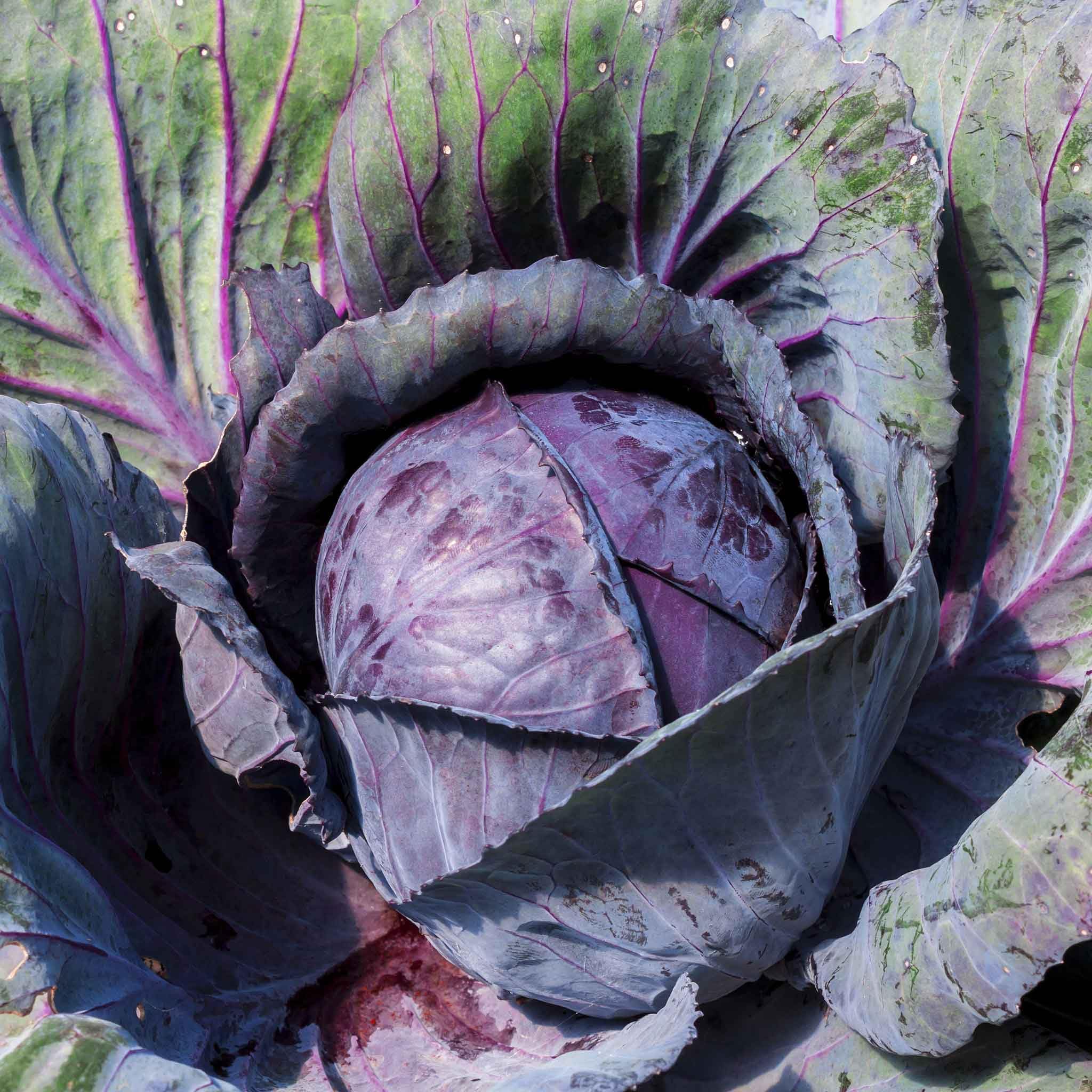 Eden Brothers Red Acre Cabbage Seeds for Home Gardening – Fresh, Organic Vegetable Seeds for Planting in Backyard Gardens & Urban Farms