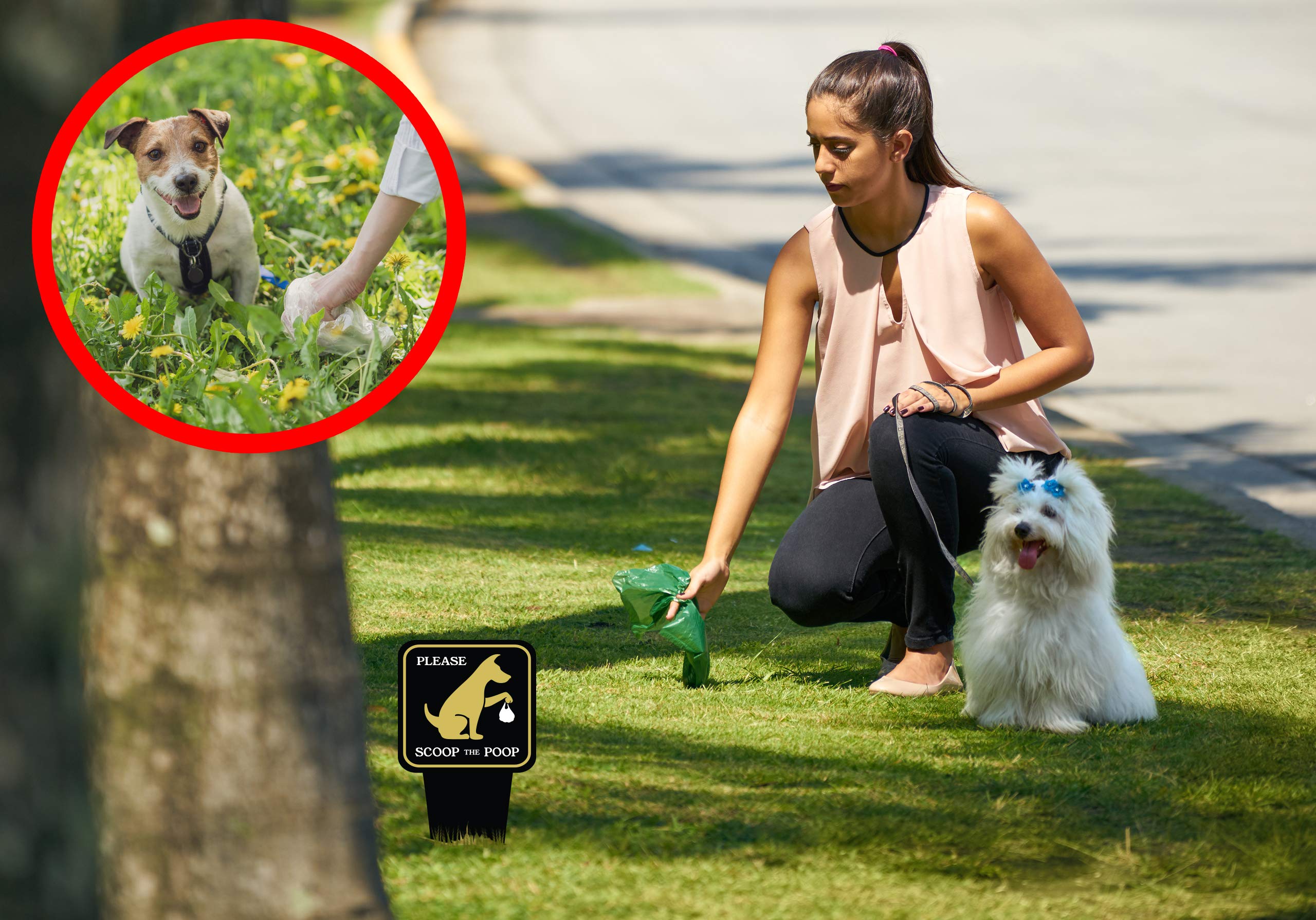 Dog Poop Clean Up Yard Sign with Stake - Heavy Duty Dibond Aluminum 12” x 5.5” - Scoop the Poop Lawn Sign for Pet Owners - Keep Off Grass Warning Sign - Unique Triple Self-Staking Design - Perfect for Front Yards, Parks & Dog Walking Areas