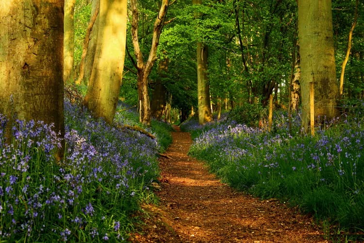 Ucland 300 Piece Jigsaw Puzzles for Adults - Scenic Footpath Landscape - Family Educational Activity & Home Decor (15x11 inches) | Perfect for Stress Relief, Family Bonding & Wall Art Display